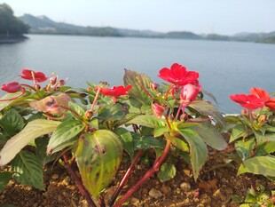 湖畔绽放的艳丽花卉