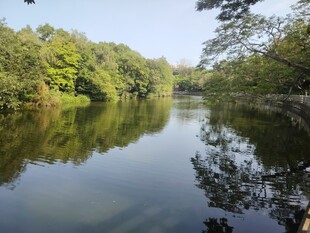 宁静湖畔绿树倒映