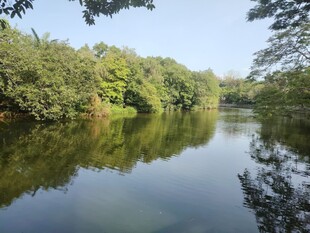 宁静河畔绿树倒影美景