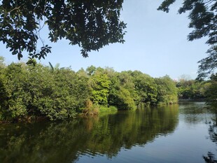 宁静湖畔绿树环绕的美景