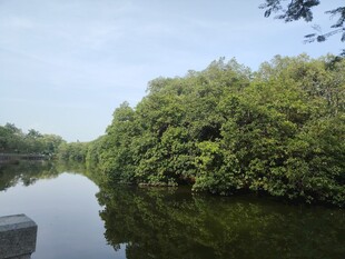 宁静河畔绿意盎然的景致
