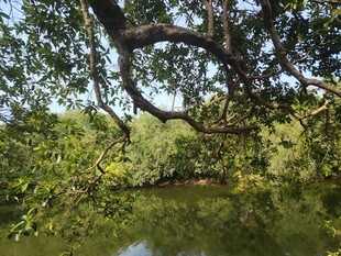 林间池塘边的繁茂树木