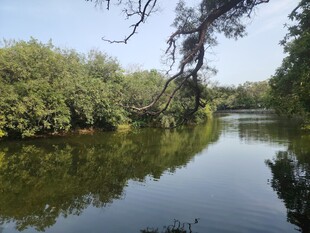 宁静河畔绿树成荫的美景