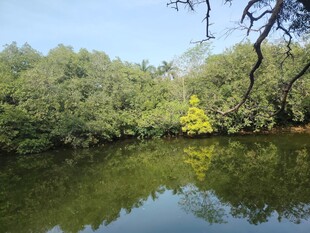 宁静河畔绿树倒映美景