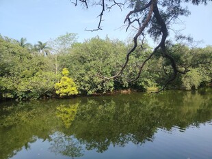 湖畔绿树黄花倒影美景