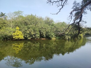 宁静河畔绿树倒映美景