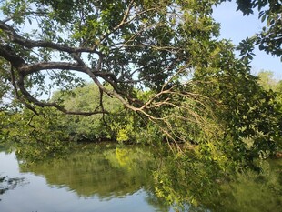 河畔绿树倒映于平静水面