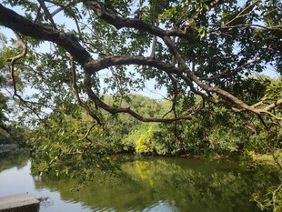 湖畔繁茂树木的静谧景致