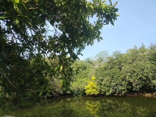 宁静河畔绿意盎然的景致
