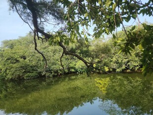 静谧河畔绿意盎然的景致