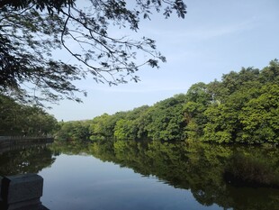 宁静湖畔森林倒影美景