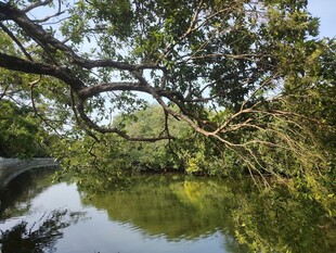 河畔繁茂绿树倒映于水中