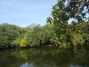 宁静河畔绿树成荫