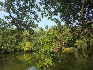 林间湖畔绿意盎然景象