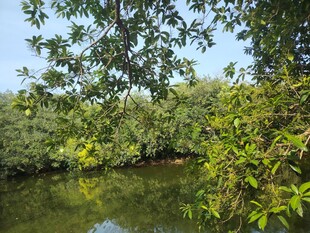 河畔绿树成荫的自然景致