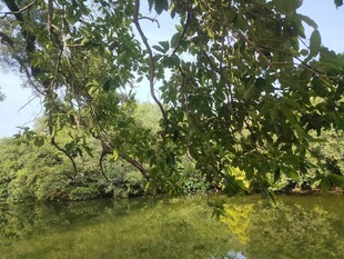 水中繁茂树林景观