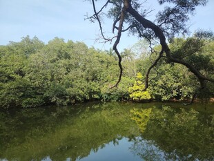 湖畔绿树成荫的自然美景