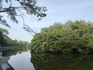 宁静河畔绿树环绕的美景