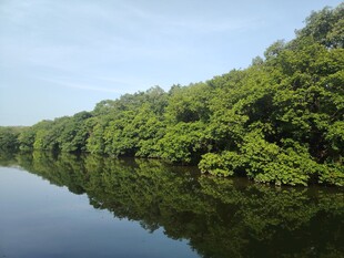 宁静河畔绿植倒映的美景