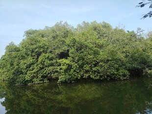 水中葱郁的绿色植被景观