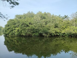 湖畔绿意盎然的茂密树木