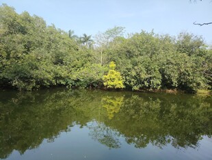 宁静湖畔绿树倒映