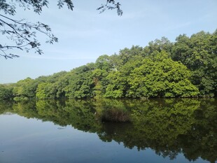 宁静湖畔绿树倒影美景