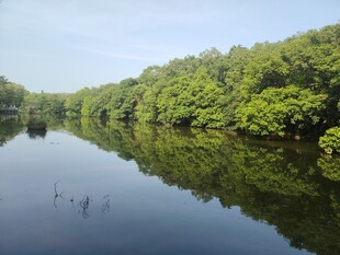 宁静湖畔绿树倒影美景