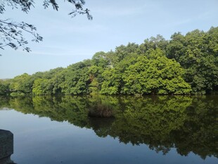 宁静河畔绿树倒映的美景