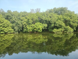 宁静湖畔绿树倒影