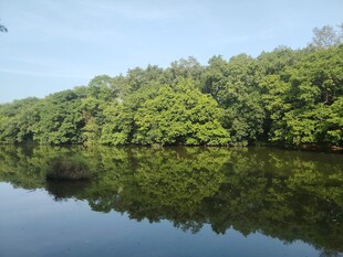 宁静河畔的茂密绿树倒影