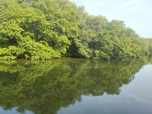 宁静河域旁的葱郁丛林