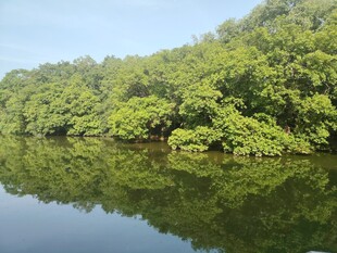 宁静河岸的繁茂绿植景观