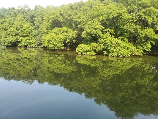 宁静湖畔绿意盎然的景致