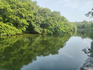 宁静河畔绿意盎然