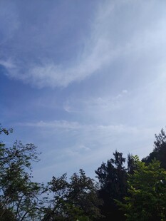 蓝天绿树间的清新景致