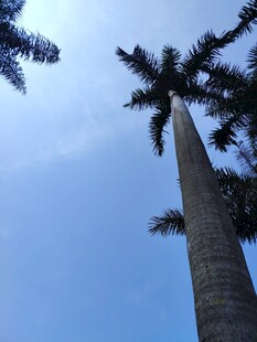 仰望高耸棕榈树
