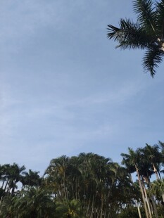 蓝天绿树间的自然景致