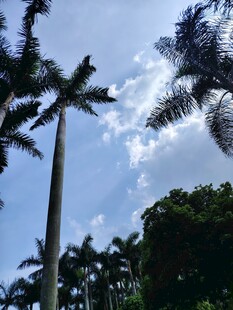 蓝天白云下的高大棕榈树