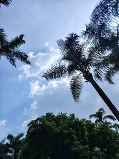 蓝天椰树风景