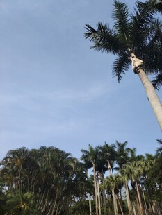 高大棕榈树与蓝天绿树