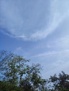 蓝天绿树间的美丽云彩