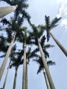 仰视高耸入云的棕榈树
