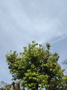 蓝天绿树美景