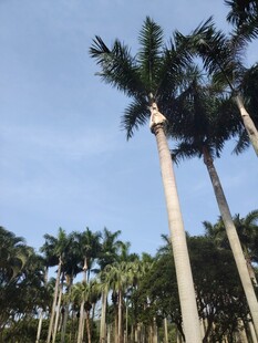 高耸棕榈树