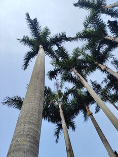 高耸入云的挺拔棕榈树