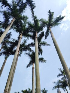 高耸入云的挺拔棕榈树