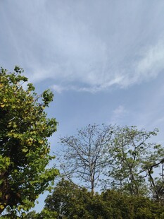 蓝天绿树间的自然景致