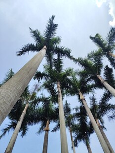 高耸入云的挺拔棕榈树