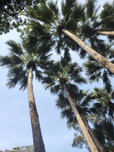 高耸入云的挺拔棕榈树